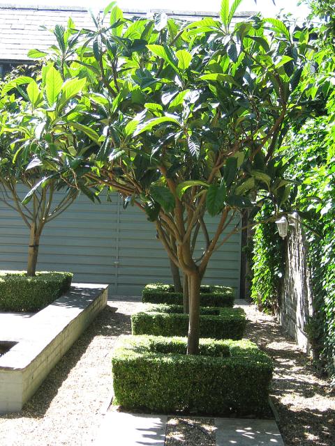 ازگیل ژاپنی